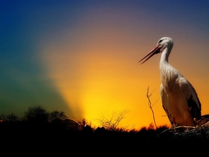trees, viewes, nest, glow, stork