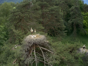 trees, viewes, Storks, Nests, forest