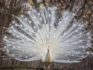 White, trees, viewes, peacock