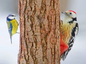 trees, viewes, woodpecker, trunk, tit
