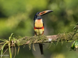 branch, Plants, Arasari Visit poster, Bird, Toucan