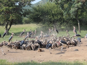 Vultures, marabouts