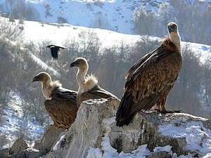 Vultures, Mountains