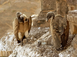 Vultures, Rocks