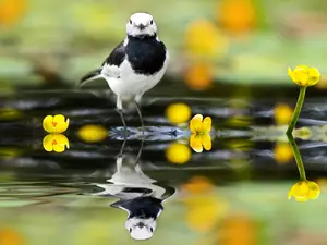 Bird, water, reflection, wagtail