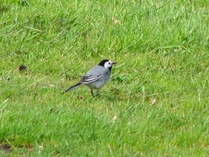 wagtail, grass