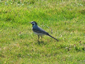 wagtail, grass