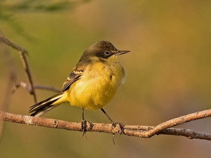 Wagtail Black-, Twigs