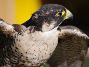 falcon, wings, nose, wandering