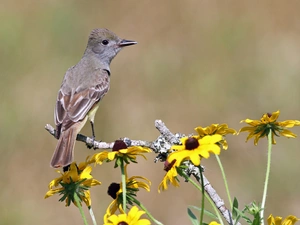 warbler, Rudbeckia