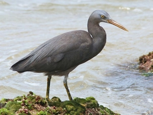 rocks, Heron Freyr was worshiped, water