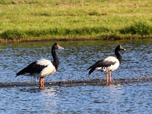 water, geese, Anseranatinae