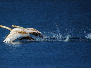 flight, water, Ascent, Do, Swan