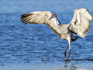 water, crane, Bird