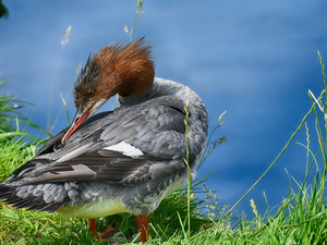 Bird, grass, merganser, water