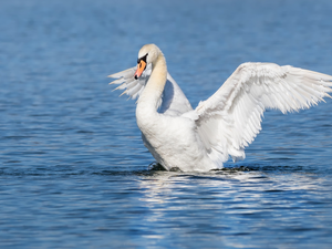 Swans, White, wings, water, spread, Bird