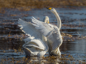 Two cars, Swan, water, White