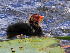 water, coot, chick