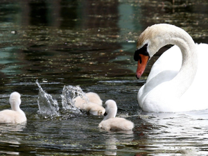 water, Swans, chick