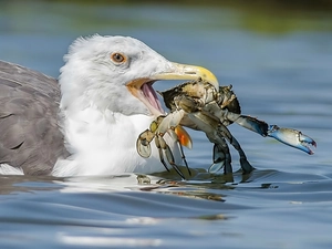 water, Bird, crab