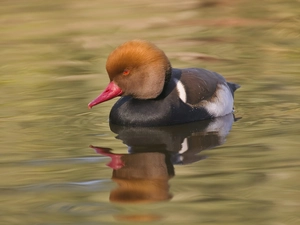 duck, nose, Red, water