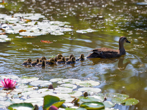 duck, Pond - car, Water lilies, ducks