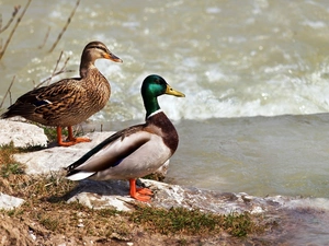 water, Two, ducks
