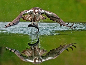water, osprey, fish
