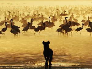 water, hyena, Flamingos