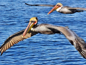 water, pelicans, flight