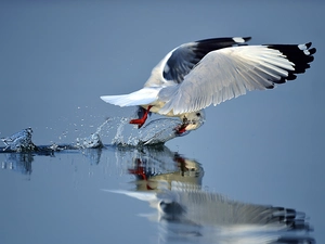 water, seagull, flight