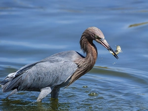 heron, Fishing, Fish, water