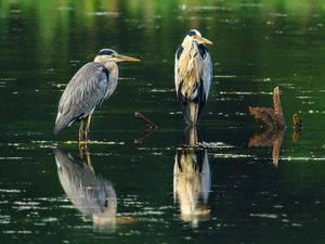 water, Two, herons