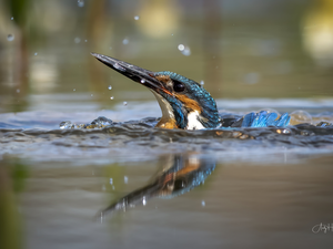 water, Bird, kingfisher