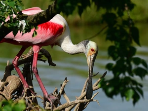 branch pics, Leaf, water, trees, ladle