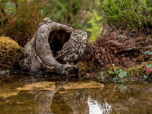 water, Plants, Little Owl, hollow, owl