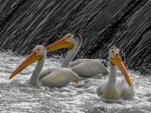 foamed, water, pelicans, runoff, Three