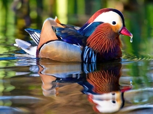 water, duck, reflection