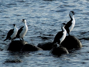 water, cormorants, Stones