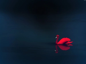 water, Red, Swans