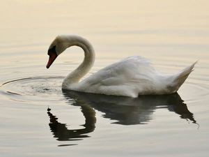 water, White, Swans