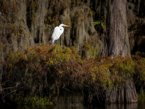 branch pics, trees, water, heron, trees, viewes