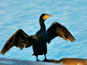 water, cormorant, wings
