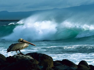 Waves, pelican, rocks