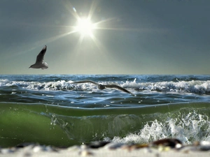 sea, gulls, sun, Waves