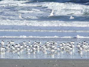 sea, birds, terns, Waves