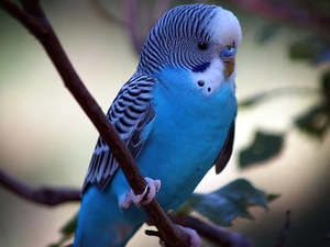 Wavy, Blue, parrot