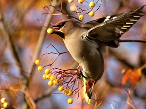 Waxwing