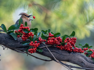 Bird, Red, Fruits, Waxwing