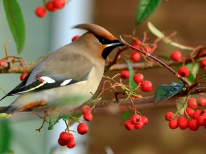 Bird, Plant, Twigs, Waxwing